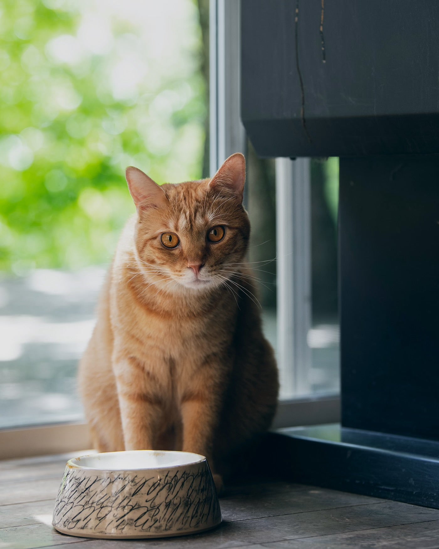 Food bowl Flat M 01