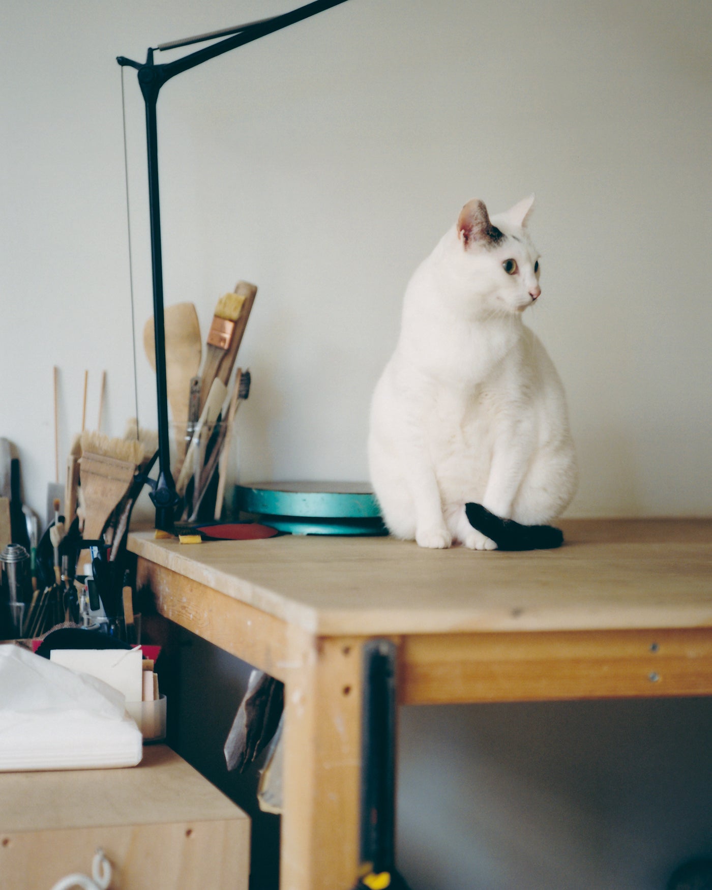 Wan｜ KOGEI for our furry friends – wan