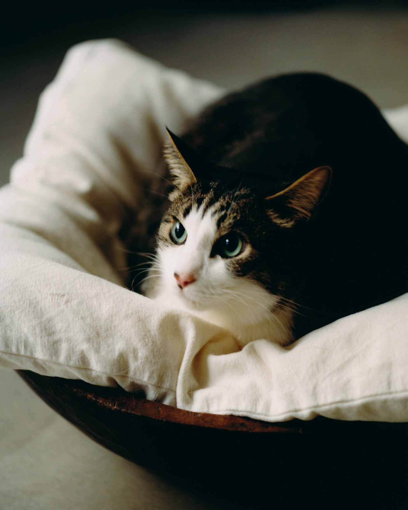 Wan｜ KOGEI for our furry friends – wan